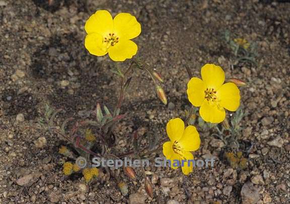 camissonia integrifolia 1 graphic